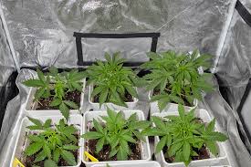 Exploring the Best Marijuana Seeds in New Hampshire